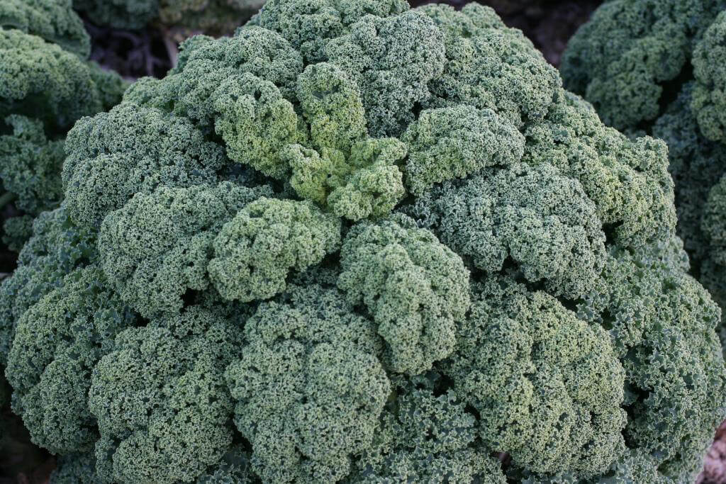 Darkibor Kale (Organic)