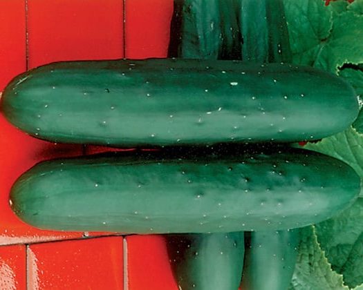 Dasher II Cucumber (Farmore Treated)