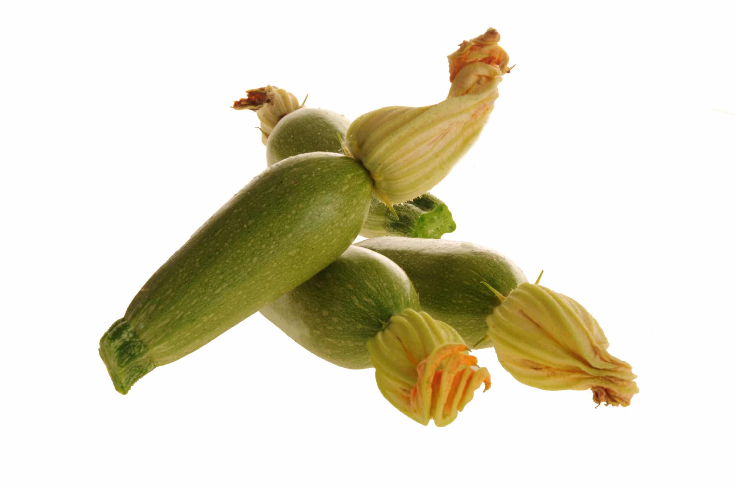 Deema Squash (Treated Seed)
