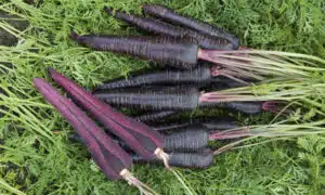 Deep Purple (Treated Seed)