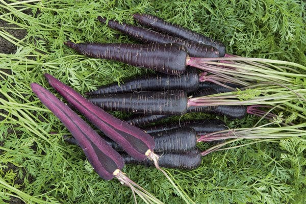 Deep Purple Carrot (Pelleted)