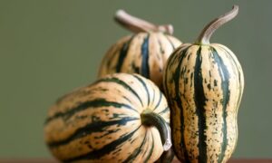 Delicata Squash (Not Treated)