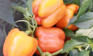Delirio Bell Pepper (Treated Seed)