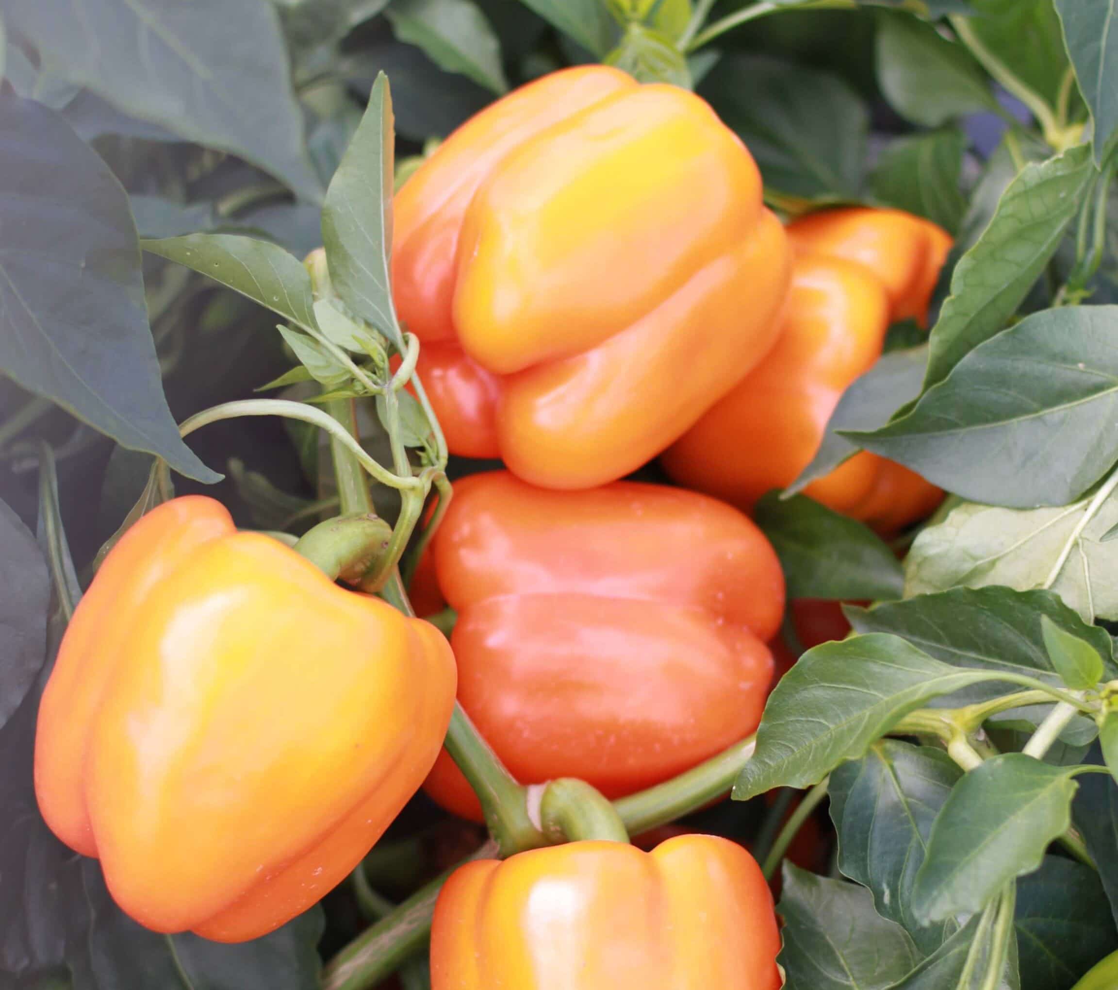 Delirio Bell Pepper (Treated Seed)