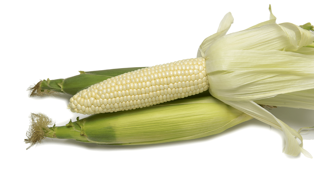 Devotion II Sweet Corn (Performance Series) (Cruiser Treated)