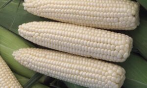 Devotion Sweet Corn (Cruiser Treated)