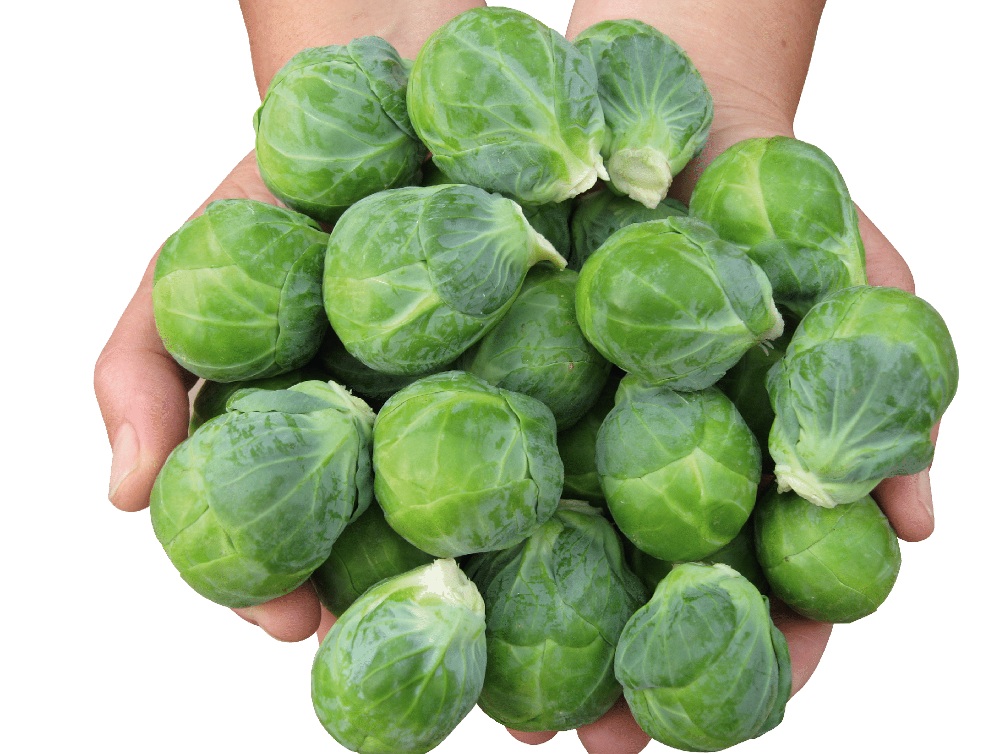 Divino Brussels Sprouts (Treated Seed) - Image 2