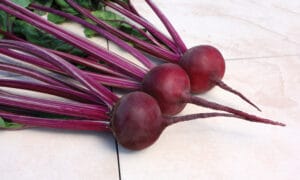 Early Wonder Smooth Leaf Beet (Not Treated)