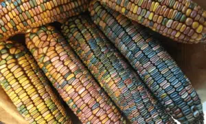 Earth Tones Ornamental Corn (Not Treated)