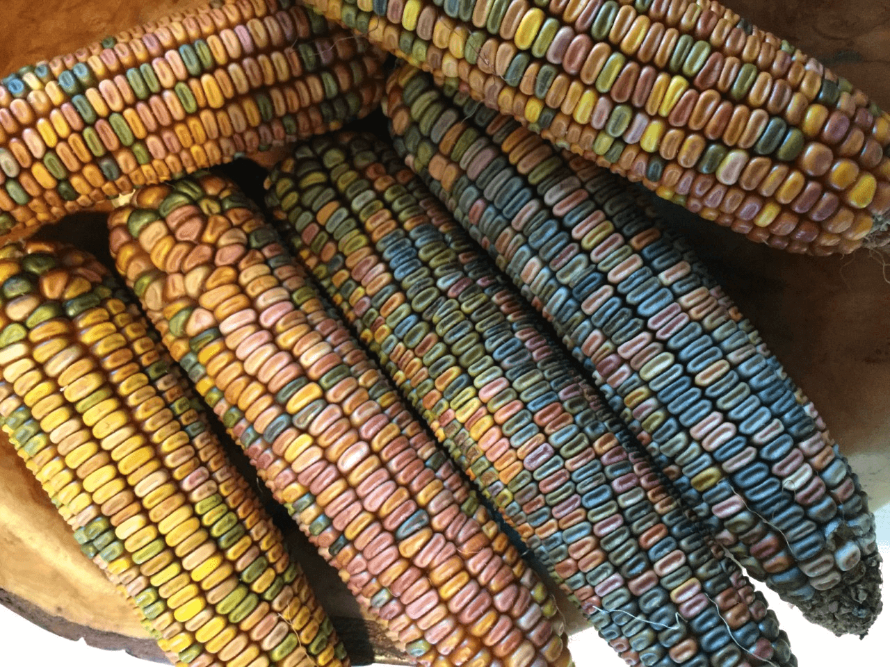 Earth Tones Ornamental Corn (Not Treated)