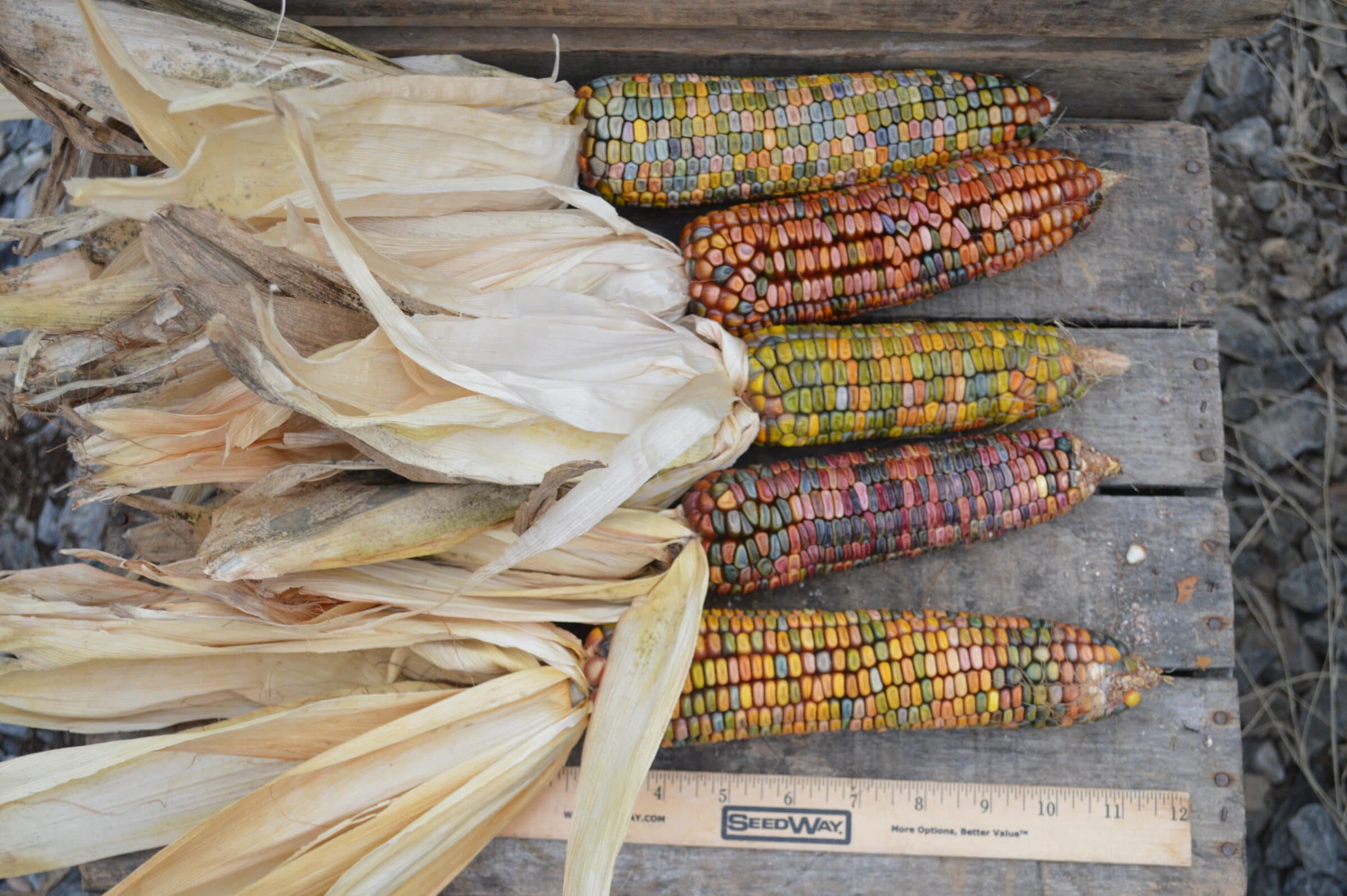 Earth Tones Ornamental Corn (Not Treated) - Image 2