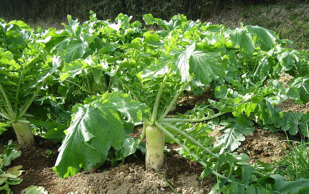 Eco-Till Radish (Not Treated)