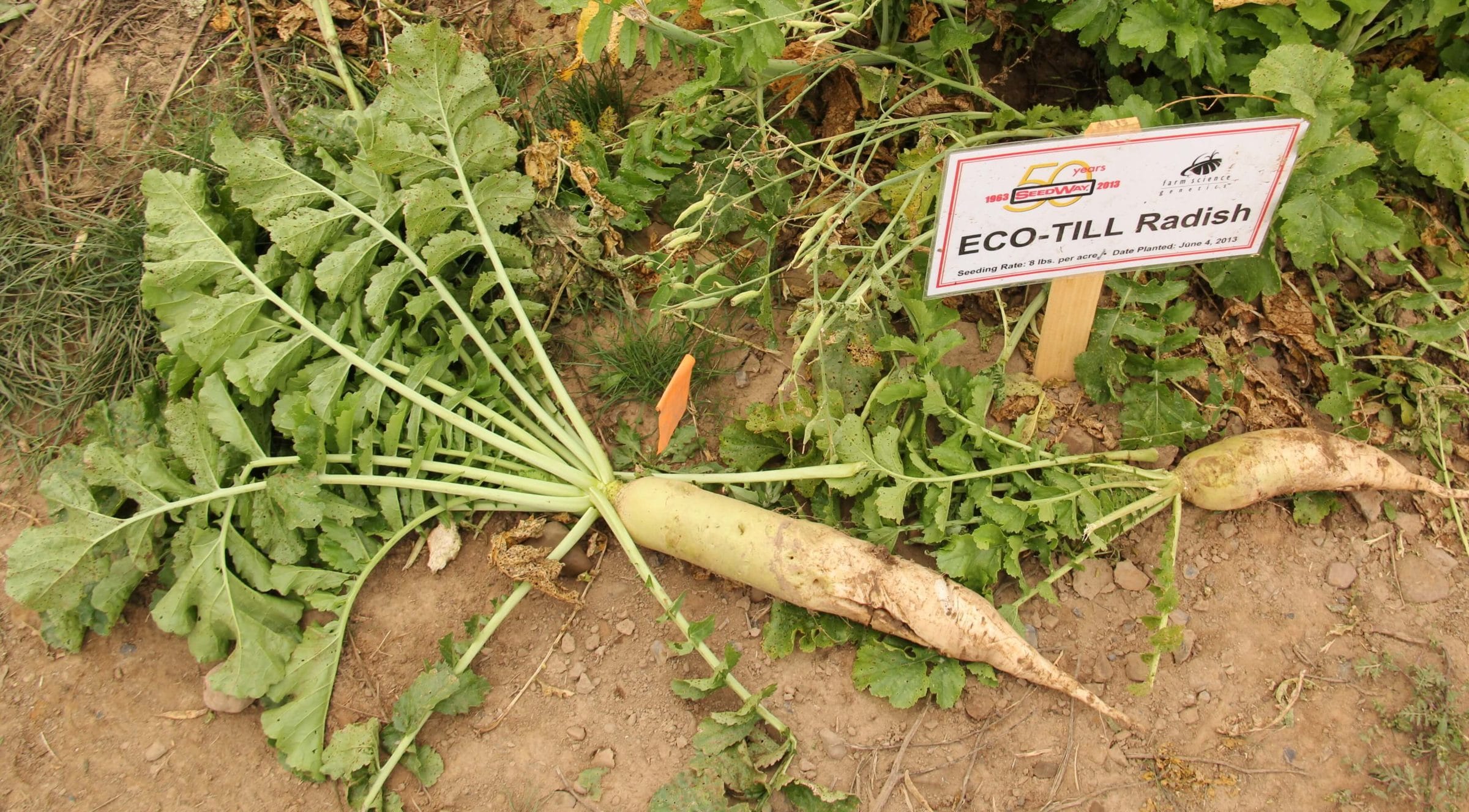 Eco-Till Radish (Not Treated) - Image 3