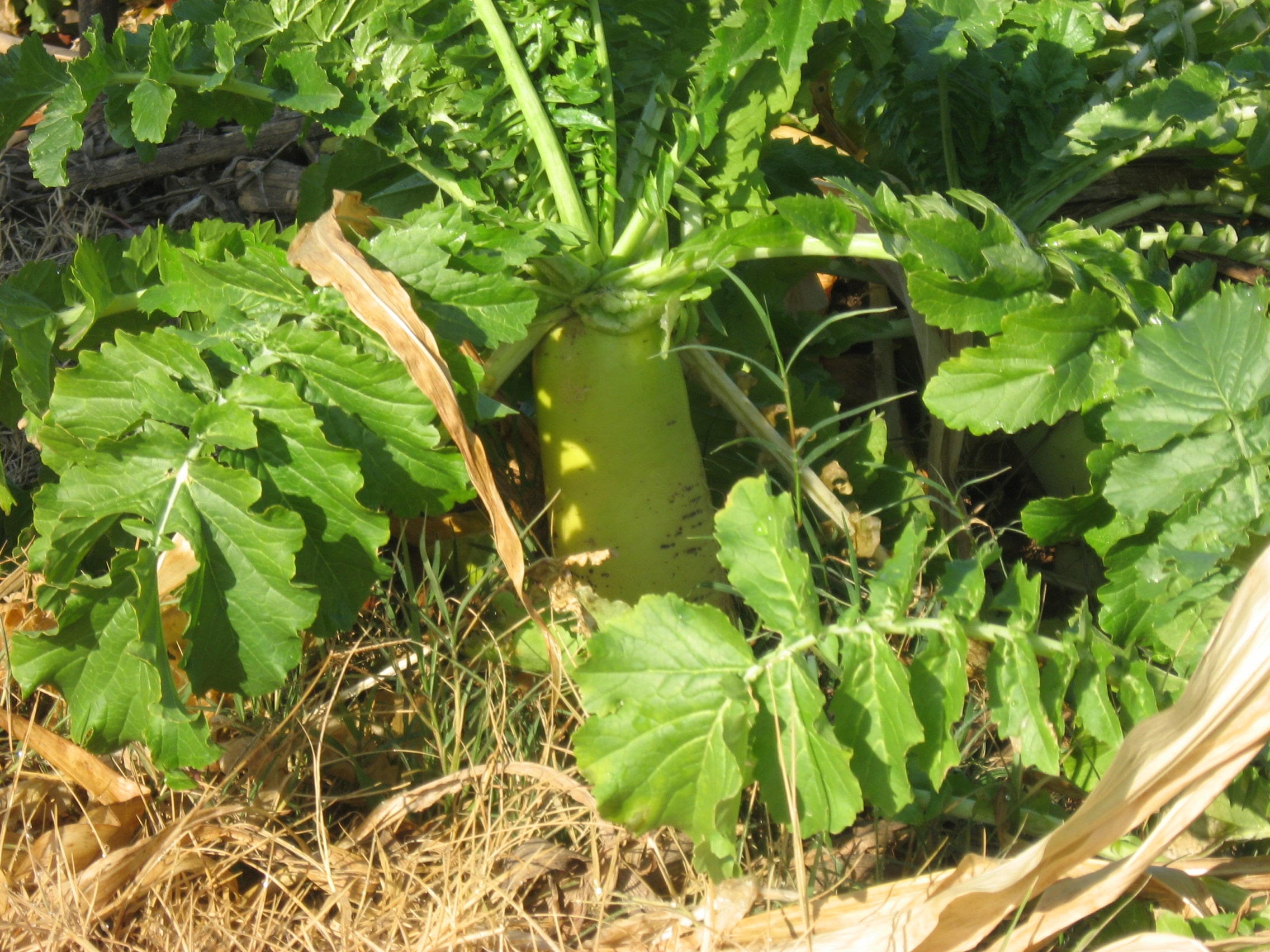 Eco-Till Radish (Not Treated) - Image 4