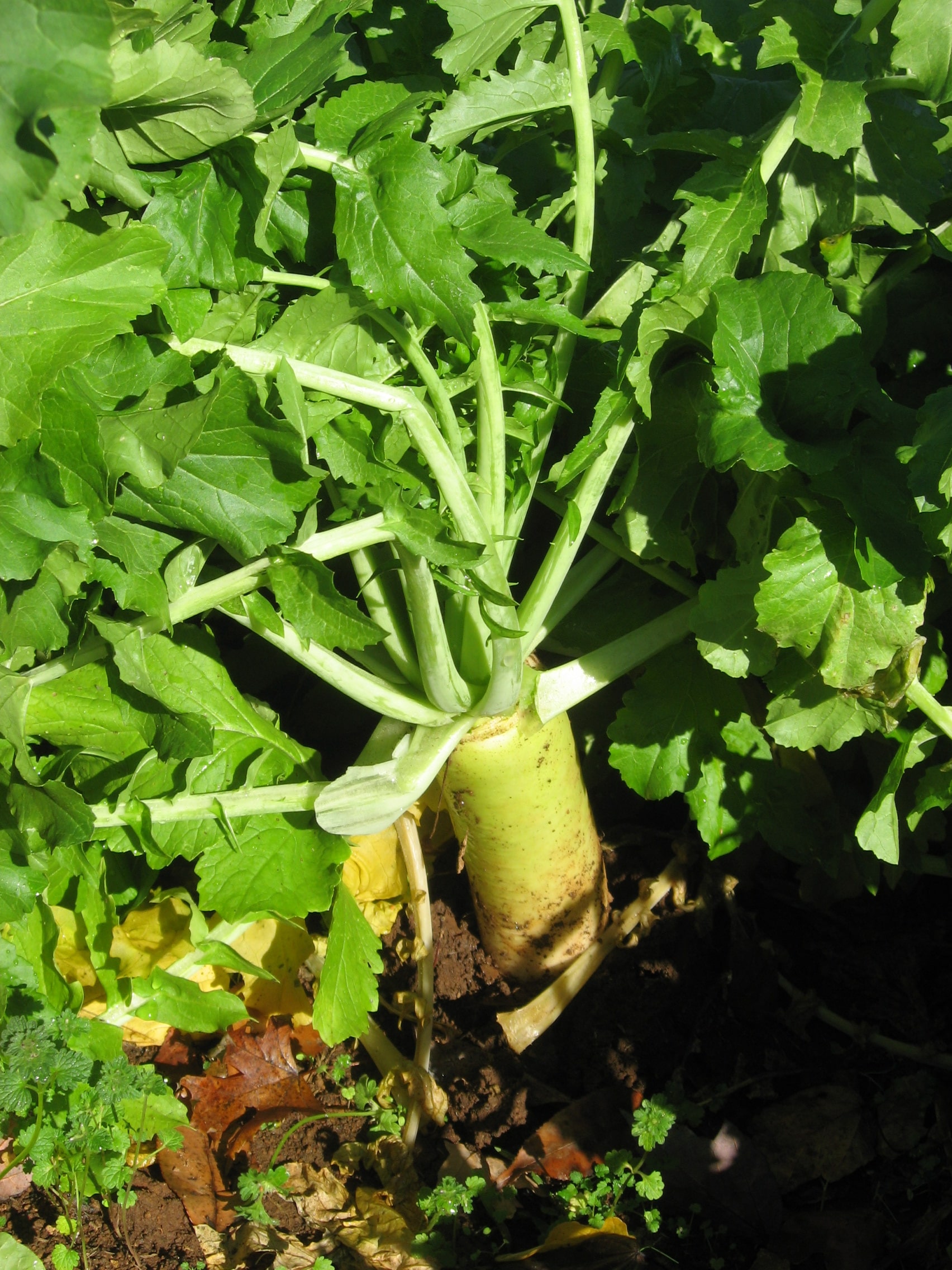 Eco-Till Radish (Not Treated) - Image 2
