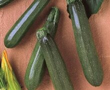 Elite Zucchini (Farmore)