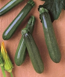 Elite Zucchini (Farmore)