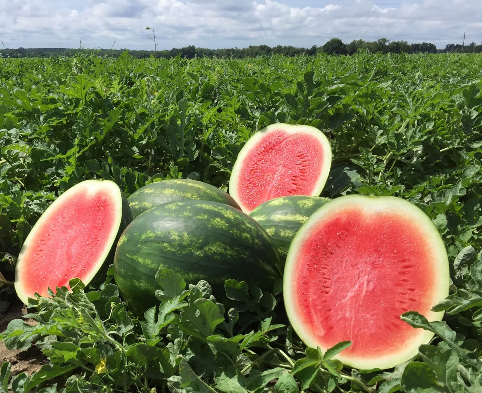 Embasy Watermelon (Primed)