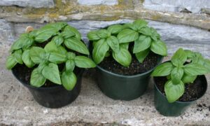 Basil Emily (Untreated Seed)
