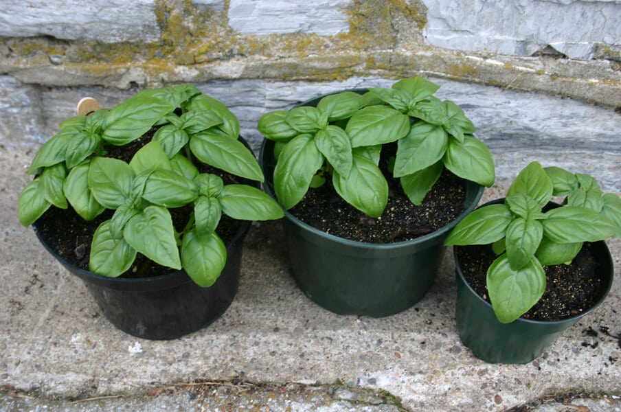 Basil Emily (Untreated Seed)