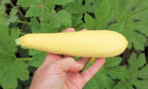 Enterprise Squash (Farmore)