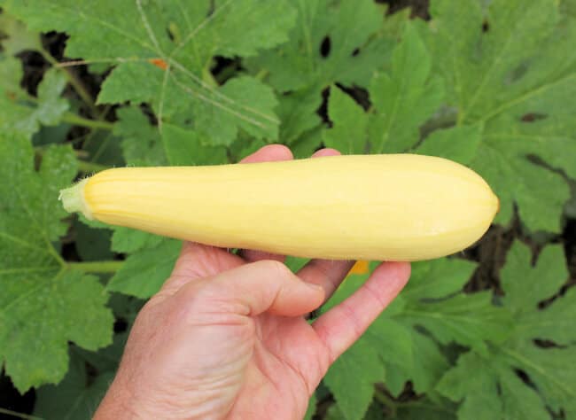 Enterprise Squash (Farmore)