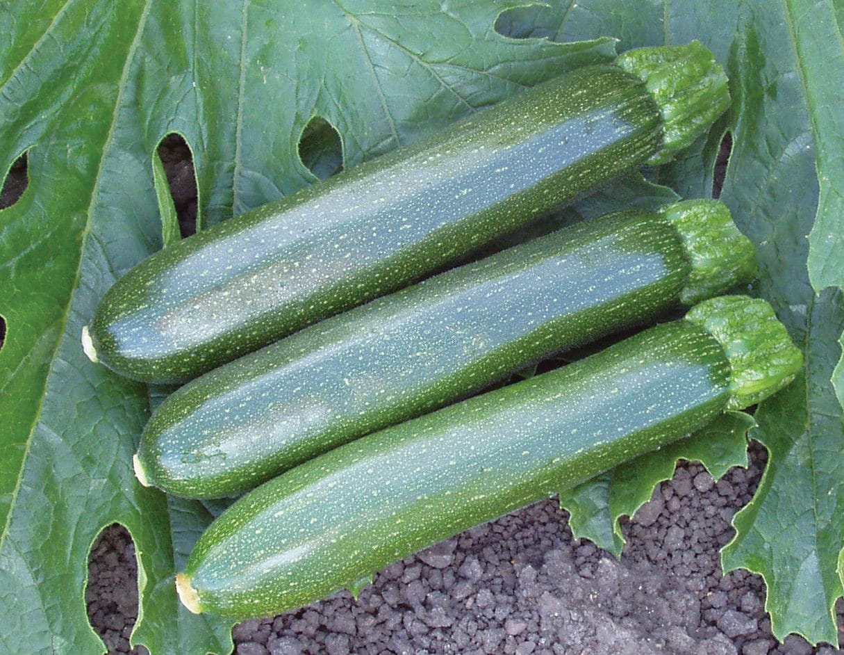 Envy Zucchini (Farmore)