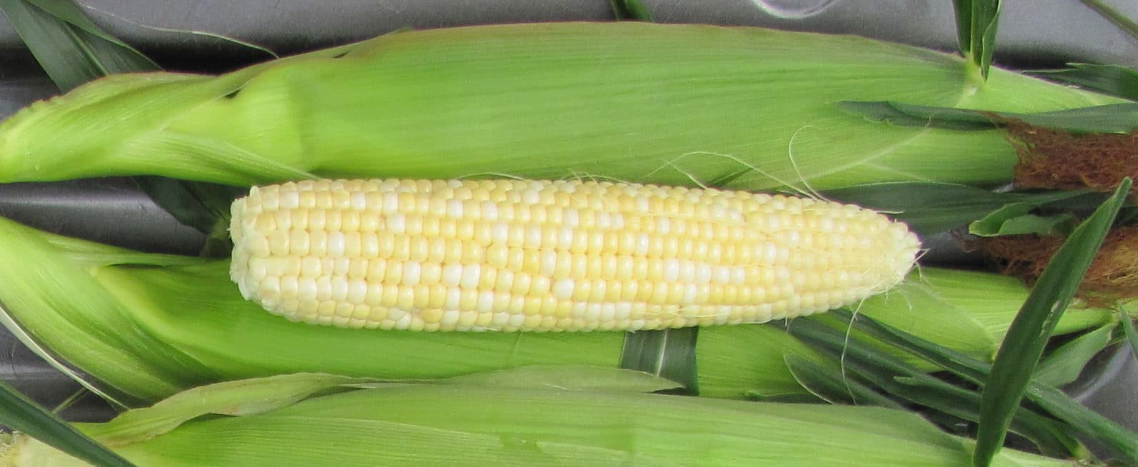 Essence Sweet Corn (Cruiser Treated)