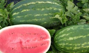 Estrella Watermelon (Farmore)