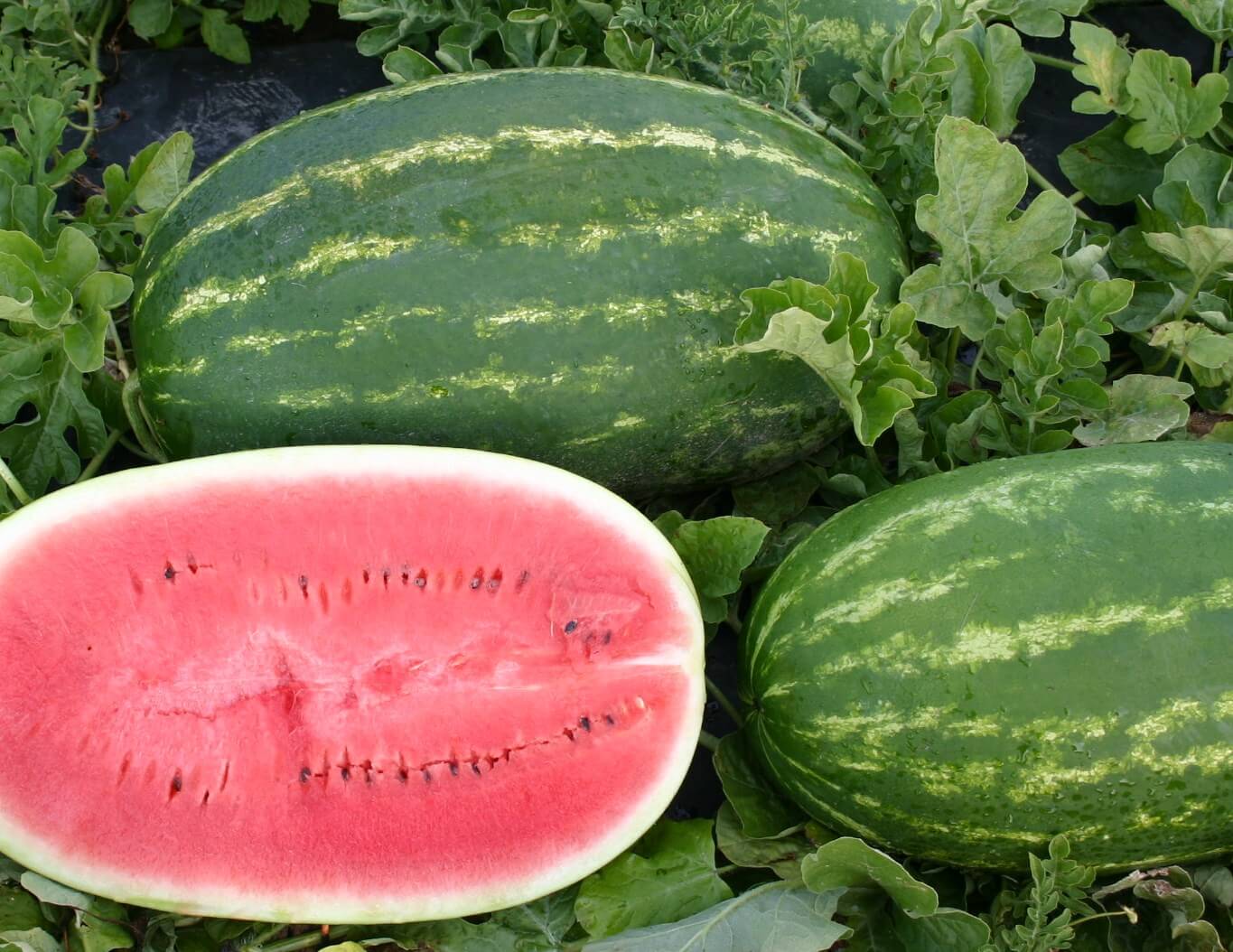 Estrella Watermelon (Farmore)