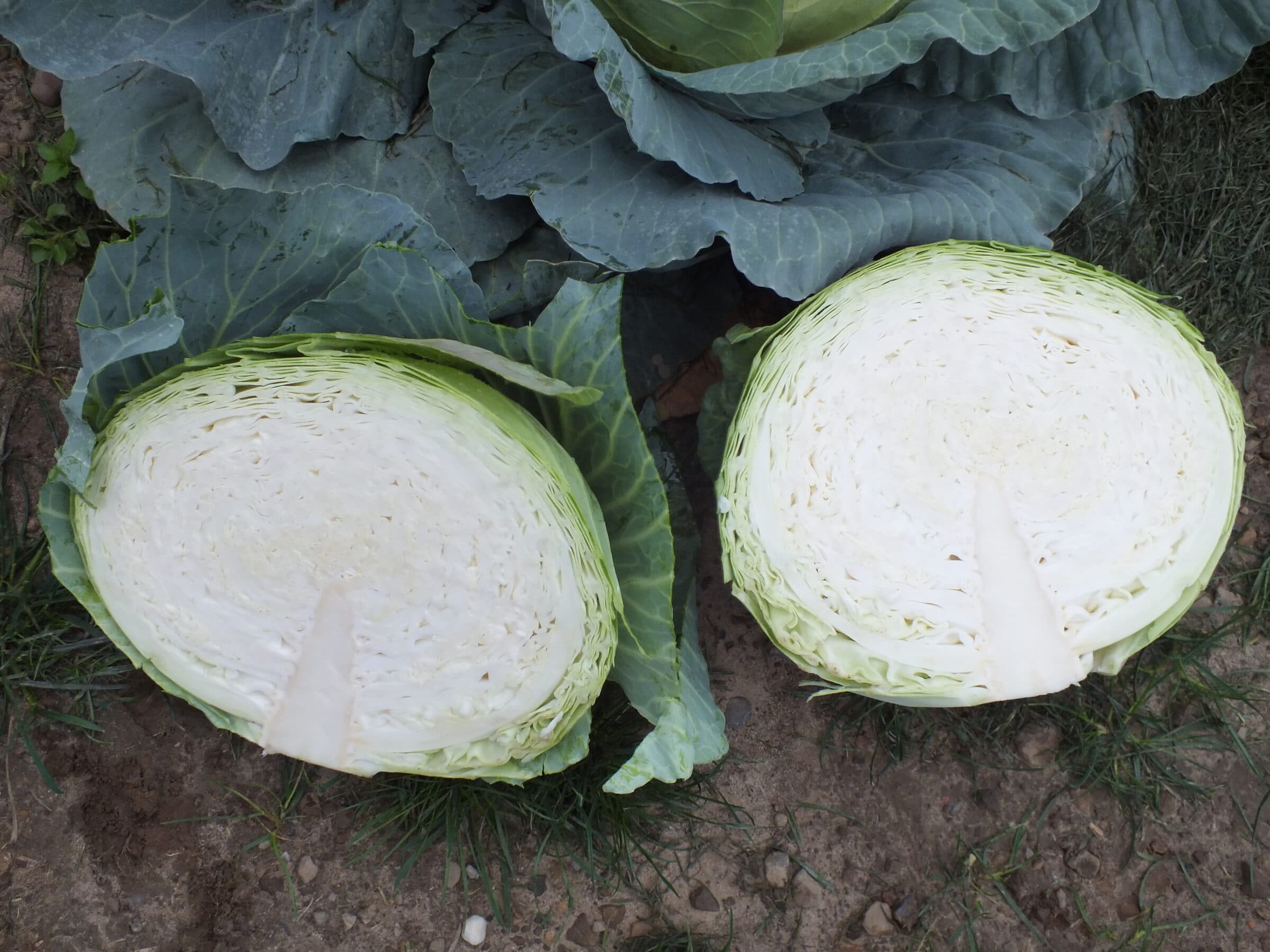 Excalibur Cabbage (Treated Seed) - Image 2
