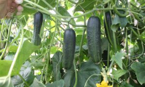 Excelsior Cucumber (Organic)