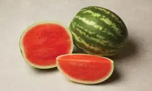 Exclamation Watermelon (Primed Farmore)