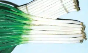 Feast Bunching Onion (Treated Seed)