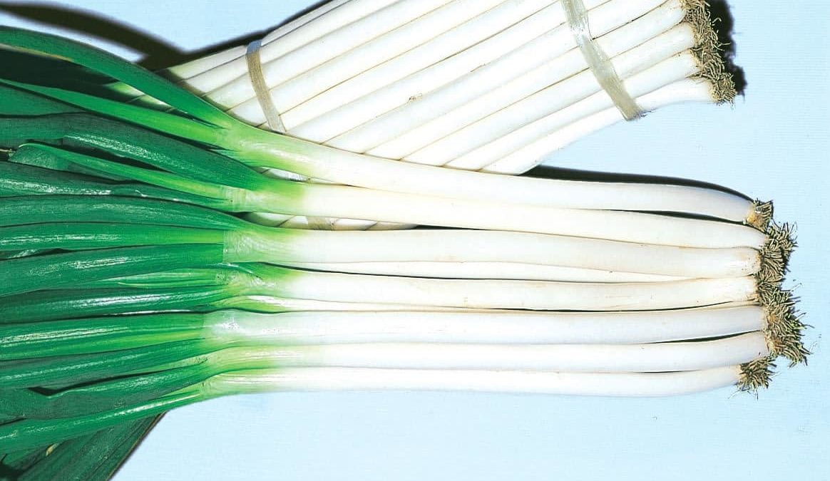 Feast Bunching Onion (Treated Seed)