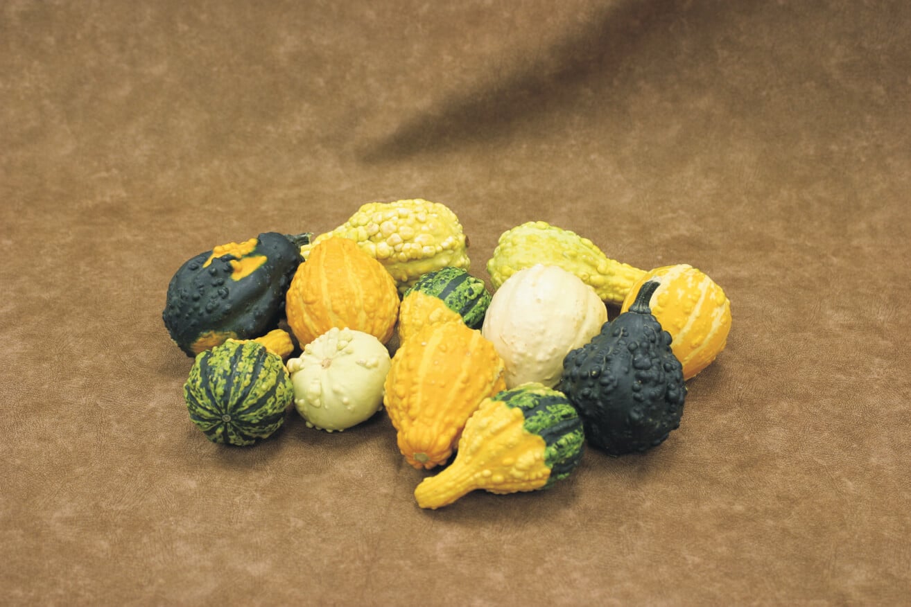 Rupp Fancy Warted Gourd (Farmore)