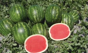 Fascination Watermelon (Not Treated)