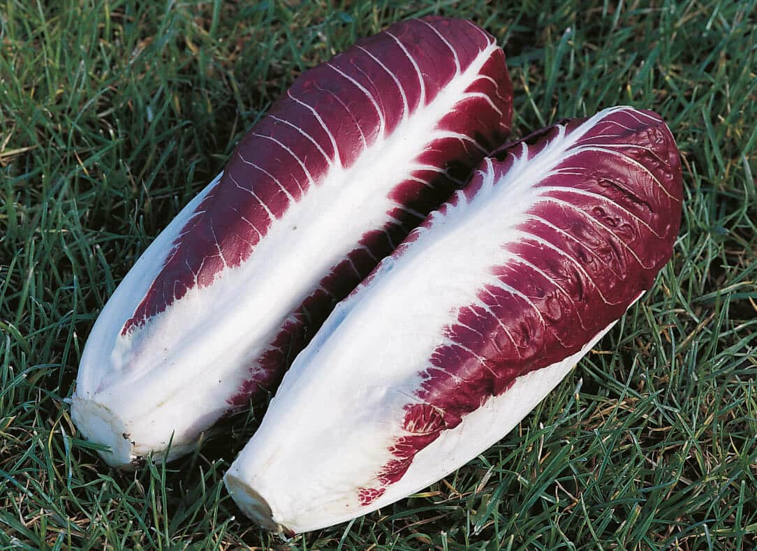 Fiero Radicchio (Treated Seed)