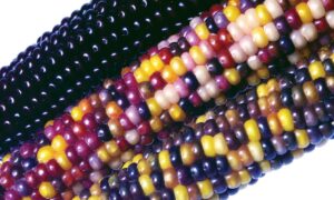 Fiesta Ornamental Corn (Treated Seeds)