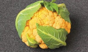 Flamestar Cauliflower (Not Treated)
