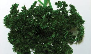 Parsley Forest Green (Not Treated)