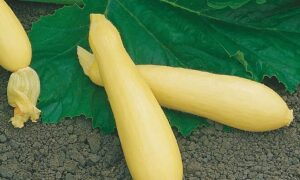 Fortune Squash (Farmore)