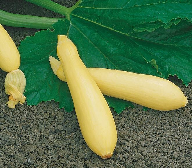 Fortune Squash (Farmore)