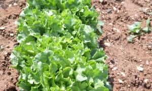 Full Heart Escarole (Primed,Pelleted)