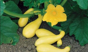 Gentry Squash (Farmore)