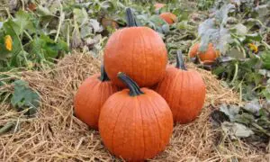 Gladiator Pumpkin (Farmore)