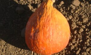 Hubbard Golden Squash (Treated Seed)