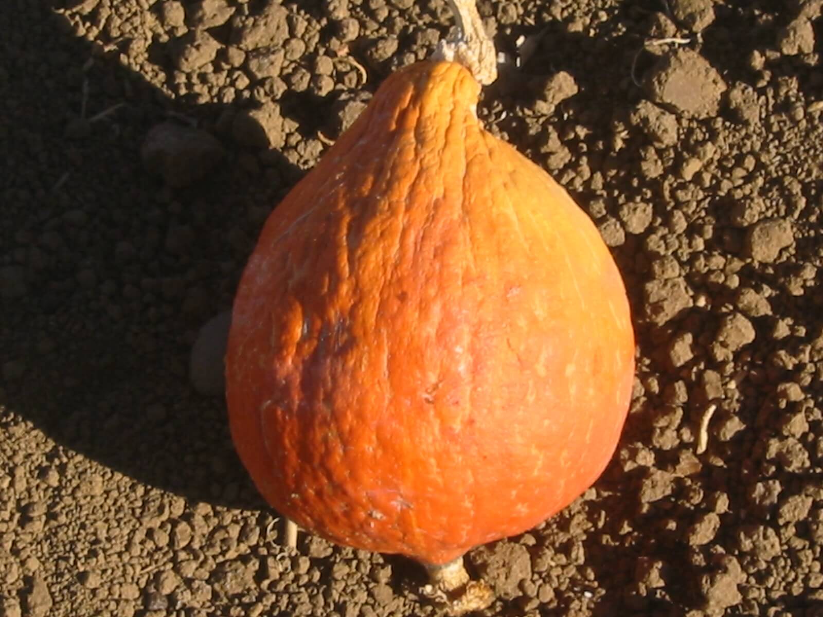 Hubbard Golden Squash (Treated Seed)