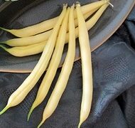 Golden Rod Yellow Pod Bush Bean (Cruiser Treated Seed)