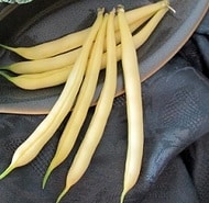 Golden Rod Yellow Pod Bush Bean (Cruiser Treated Seed)